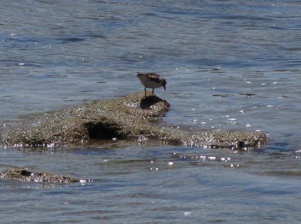 Vogeltje op rots in zee