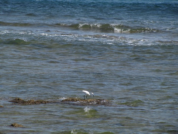 Witte vogel met lange poten