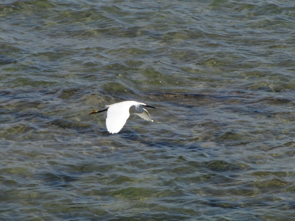 Egretta garzetta