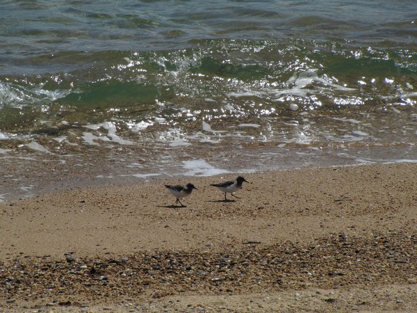 Twee vogels op het strand