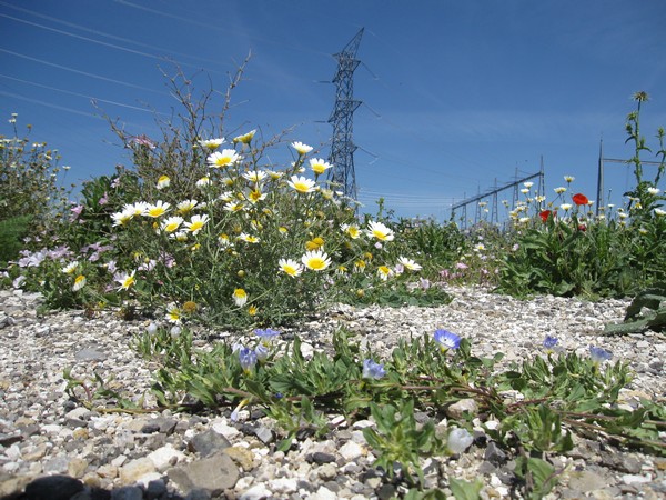 Bloemen in droge stenen