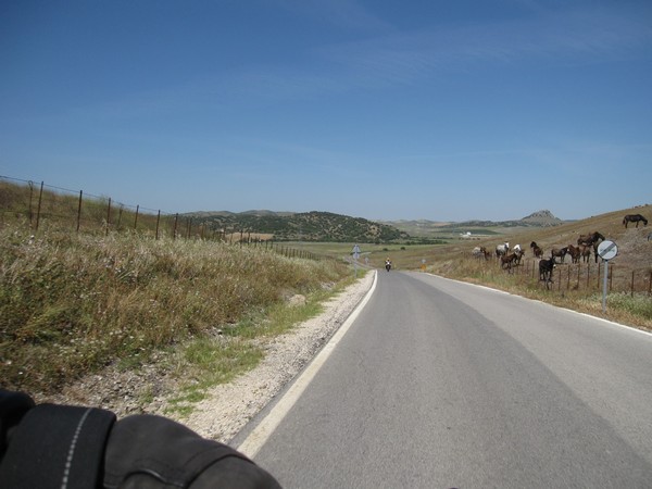 Paarden langs de weg