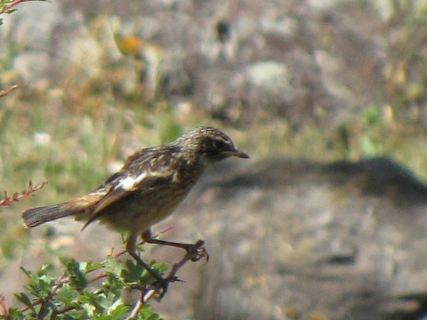 Saxicola rubicola