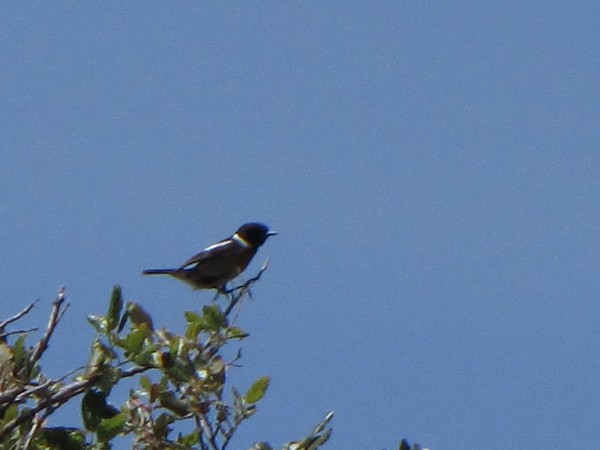 Saxicola rubicola