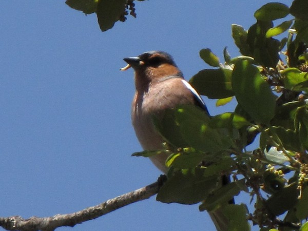 Fringilla coelebs