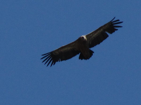 Vogel met brede vleugels