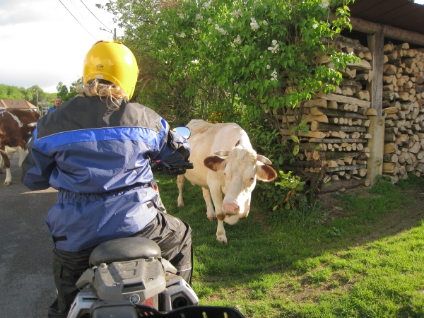 koe en motorrijder