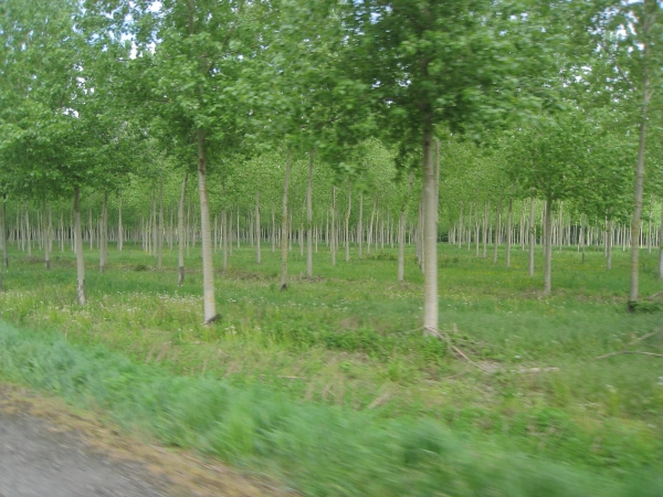 Rechte rijden bomen