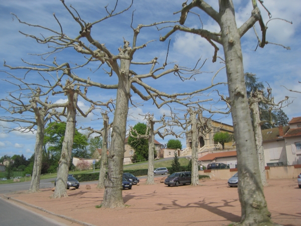 Kale bomen