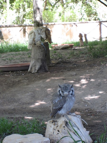 Otus leucotis