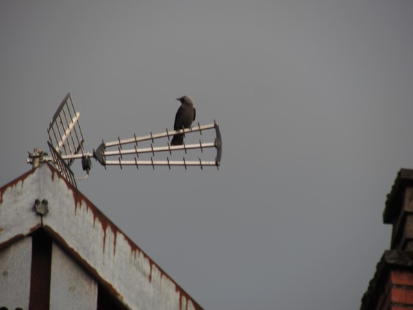 Vogel op antenne