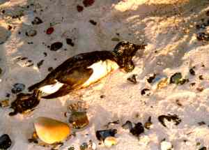 Dead Guillemot