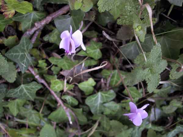 Teer-witte bloemen