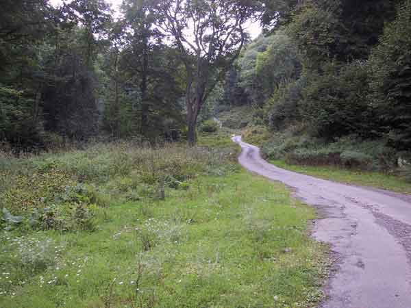 Narrow road in the woods