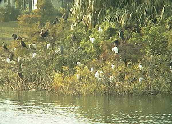 Cormorants and Egrets