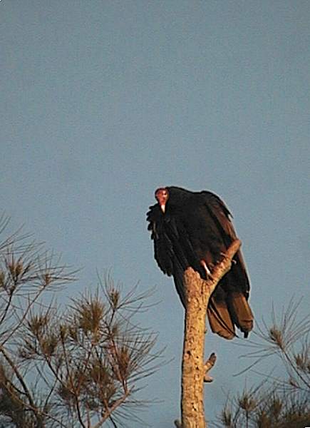 Turkey Vulture