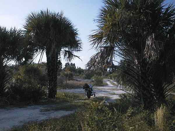 Sandy roads between palm trees
