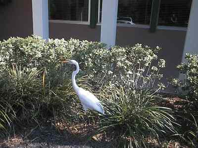 Great White Egret