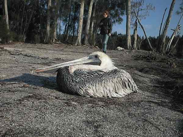 Close-up of a sitting Pelican