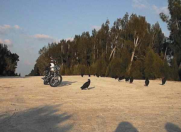 Turkey Vultures looking at the Harley