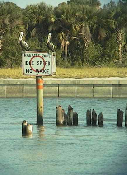 Two Brown Pelicans on a sign for the Manatee zone