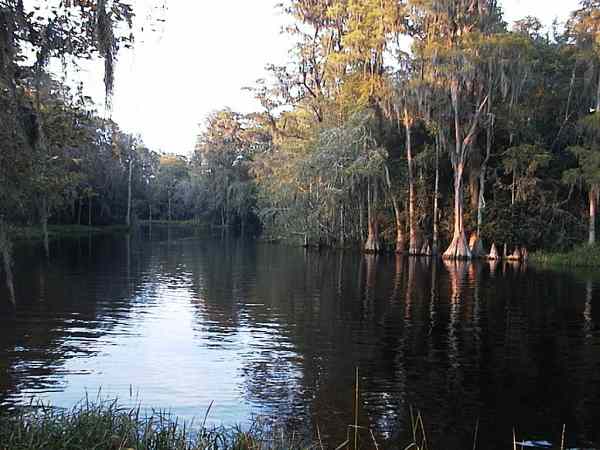 water in a mangrove swamp