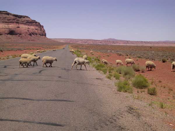 Schapen steken de weg over