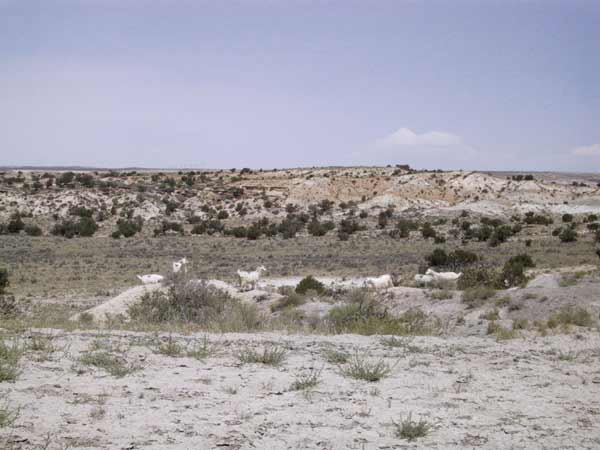 Droog landschap met witte geiten