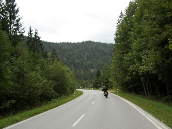 Weg slingert door dennenbossen