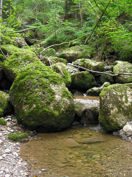 Enorme bemoste keien, water