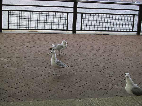 Larus delawarensis