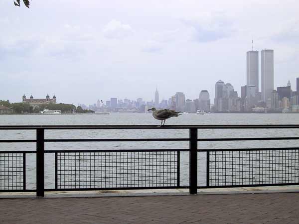 Larus delawarensis