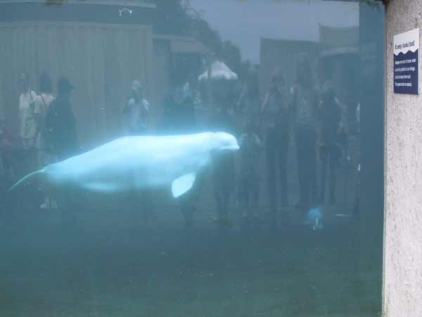 Beluga, een witte walvis; in de weerspiegeling van het glas zijn wij te zien