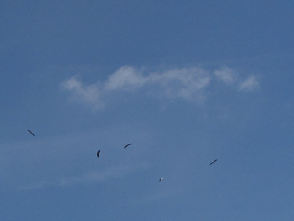 Vogels in de lucht