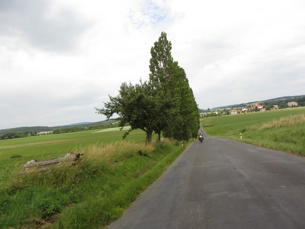 Lange smalle weg met bomen