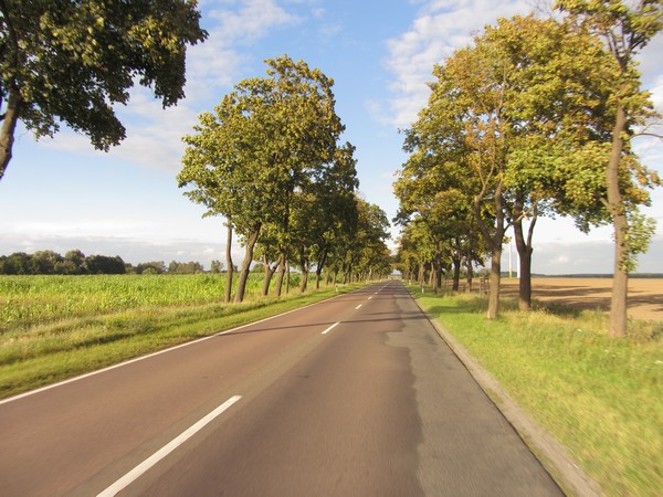 Lange rechte weg met bomen