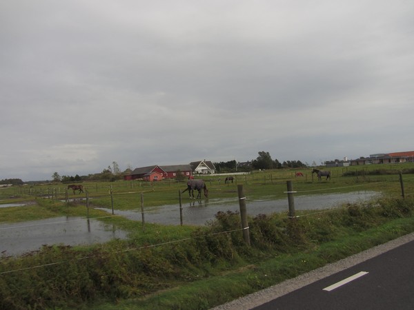 Paarden tussen de plassen