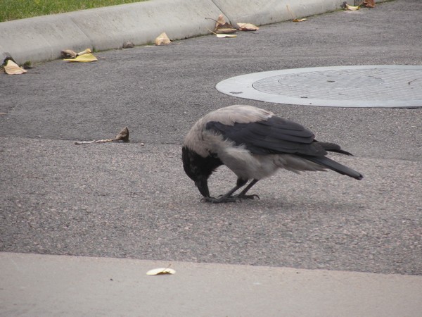 Grijs met zwarte vogel