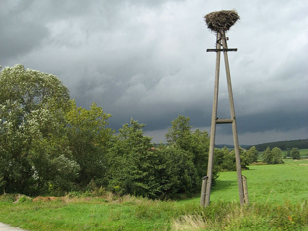 Nest op paal van telefoondraden