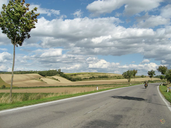 Waaiende boom, vlak land