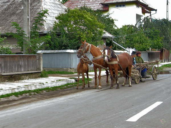 Paarden voor een wagen, en een veulentje