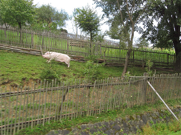 Varken springt door het gras