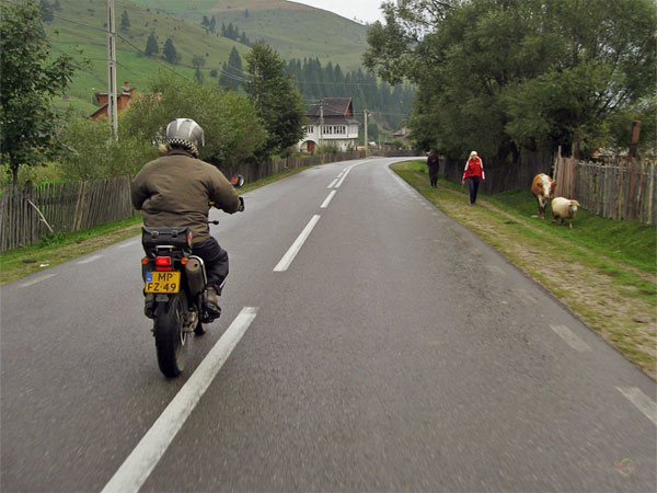 Mensen, een koe en een schaap