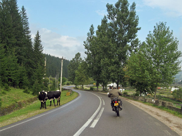 Koeien langs de weg