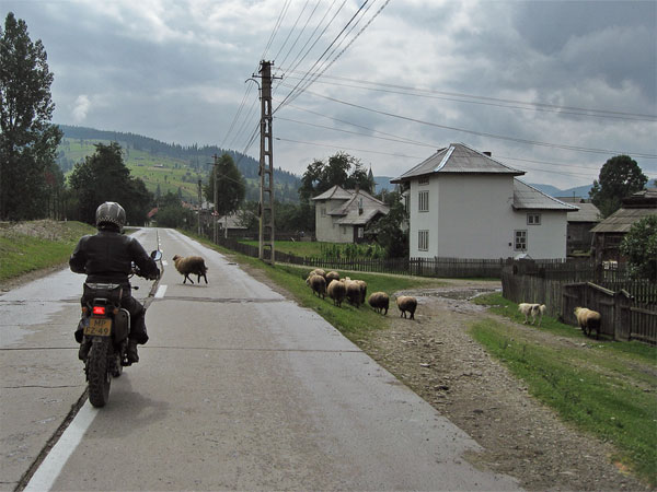 Schapen op de weg