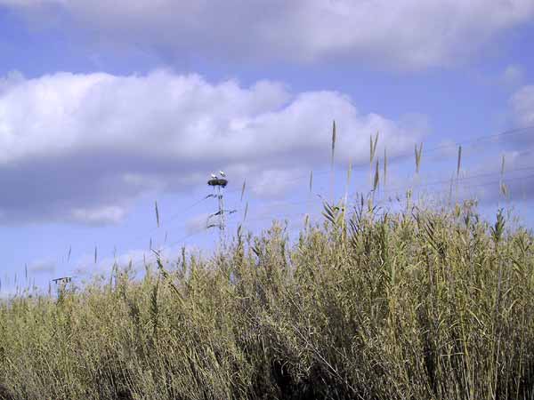 Ooievaars op hun nest