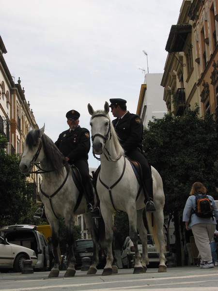 Politie te paard