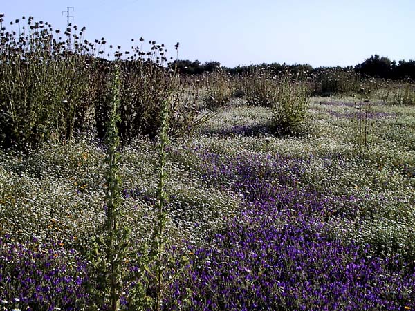 Blauw en wit bloementapijt
