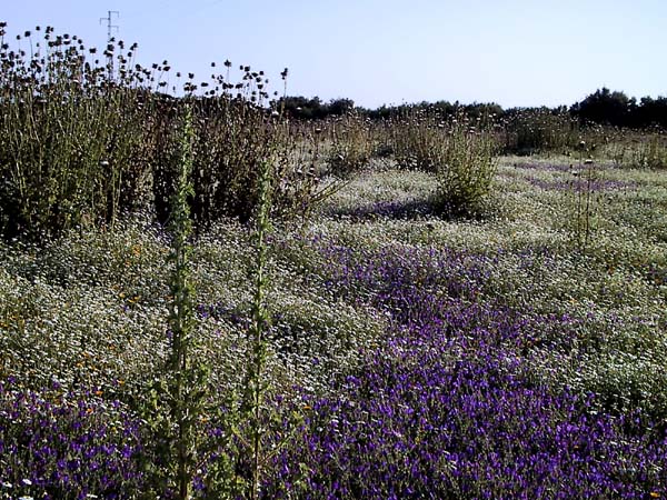 Blauw en wit bloementapijt