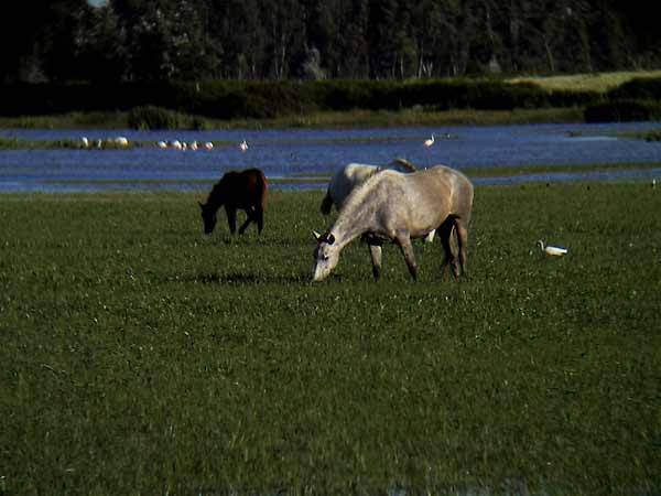 Grazende paarden en Zilverreigers op het gras en in het water